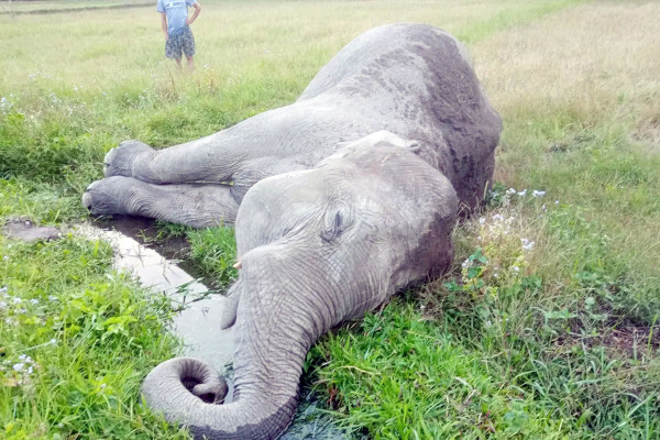   झापामा पोथी हात्ती मृत फेला